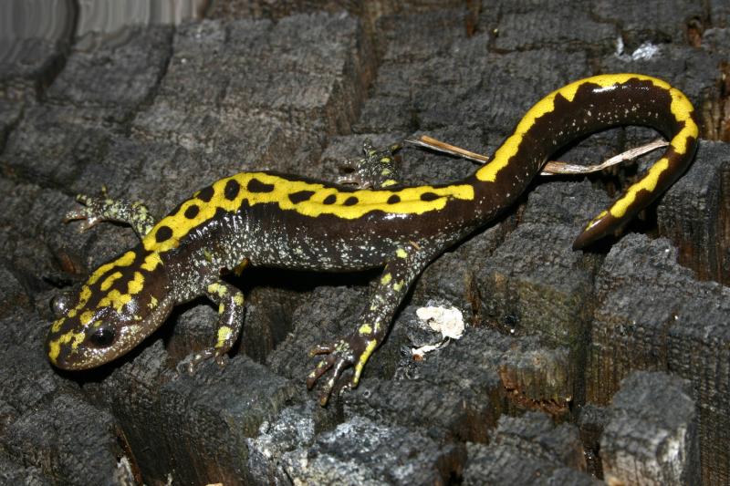 Southern Long-toed Salamander (Ambystoma macrodactylum sigillatum)