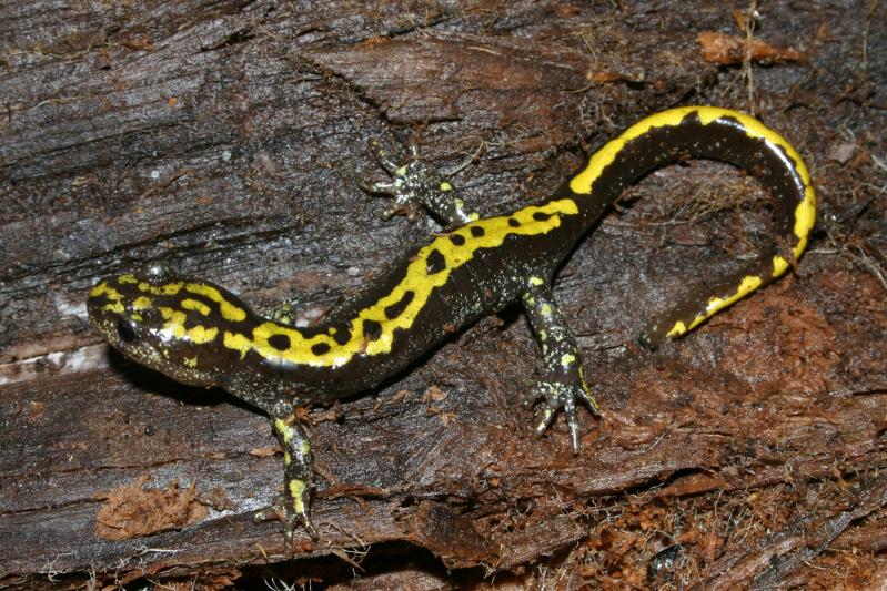 Southern Long-toed Salamander (Ambystoma macrodactylum sigillatum)