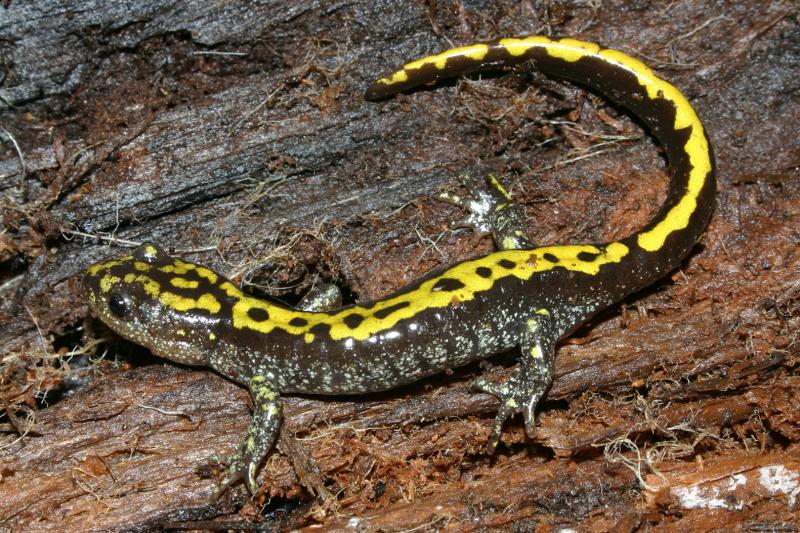 Southern Long-toed Salamander (Ambystoma macrodactylum sigillatum)