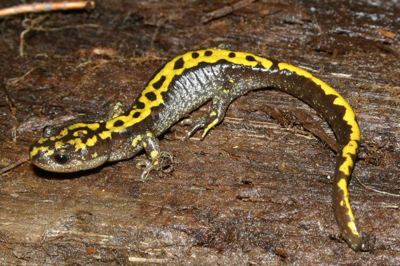 Southern Long-toed Salamander (Ambystoma macrodactylum sigillatum)