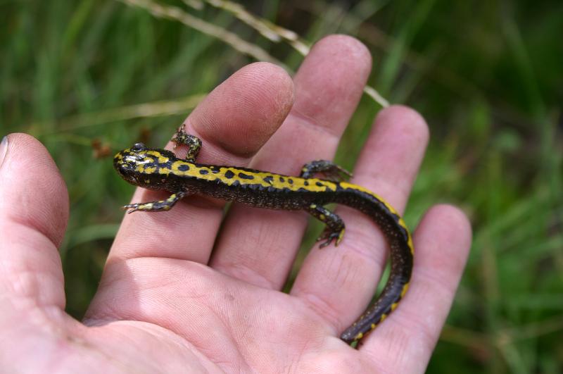 Southern Long-toed Salamander (Ambystoma macrodactylum sigillatum)