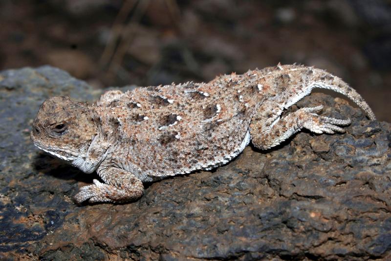 Pygmy Short-horned Lizard (Phrynosoma douglasii)