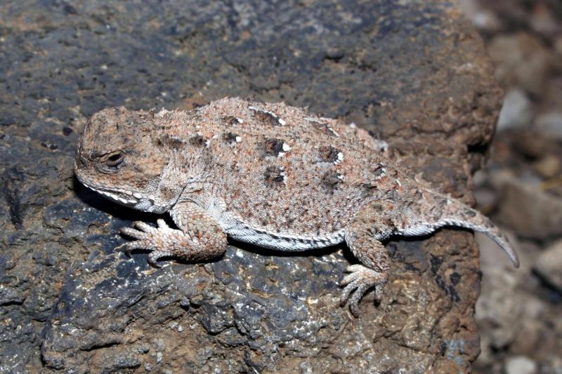 Pygmy Short-horned Lizard (Phrynosoma douglasii)