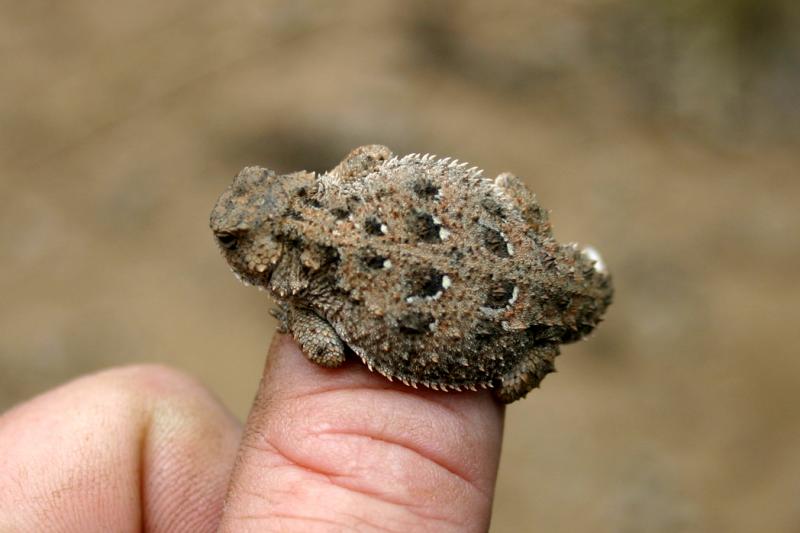 Pygmy Short-horned Lizard (Phrynosoma douglasii)