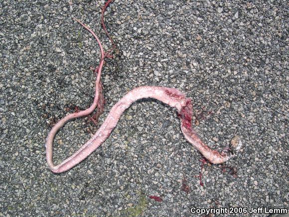 Red Racer (Coluber flagellum piceus)