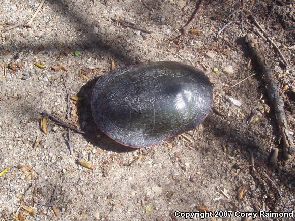 Painted Turtle (Chrysemys picta)