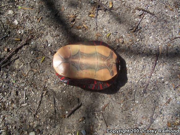 Painted Turtle (Chrysemys picta)