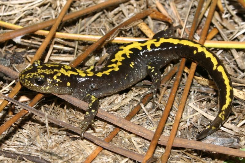 Southern Long-toed Salamander (Ambystoma macrodactylum sigillatum)