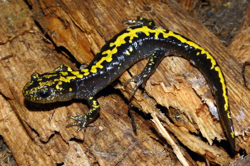 Southern Long-toed Salamander (Ambystoma macrodactylum sigillatum)