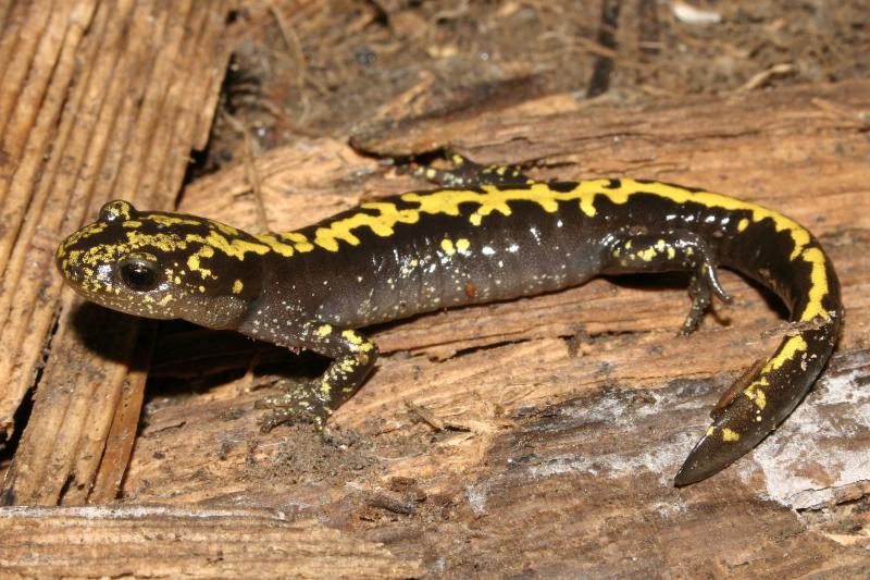 Southern Long-toed Salamander (Ambystoma macrodactylum sigillatum)