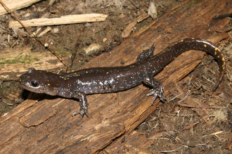 Southern Long-toed Salamander (Ambystoma macrodactylum sigillatum)