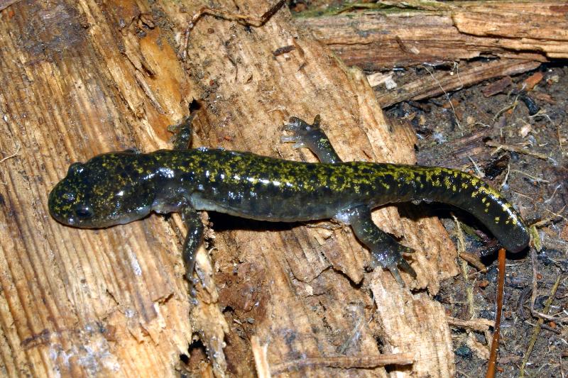 Southern Long-toed Salamander (Ambystoma macrodactylum sigillatum)