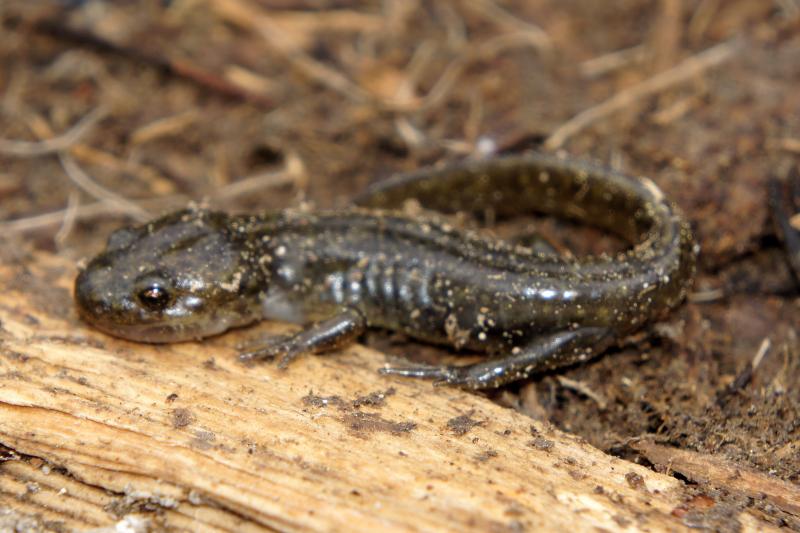 Southern Long-toed Salamander (Ambystoma macrodactylum sigillatum)