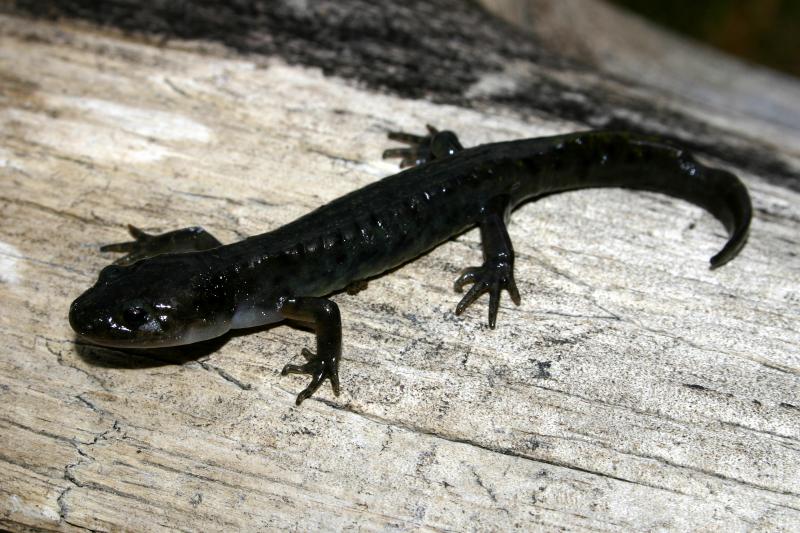 Southern Long-toed Salamander (Ambystoma macrodactylum sigillatum)