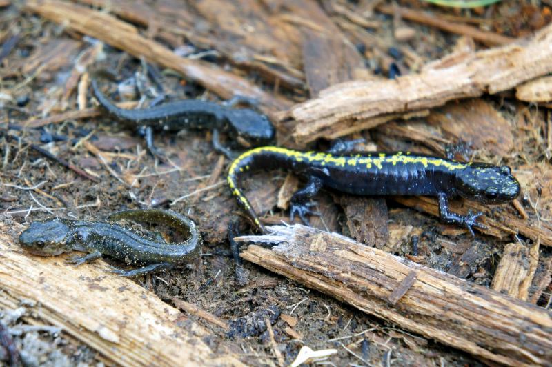 Southern Long-toed Salamander (Ambystoma macrodactylum sigillatum)