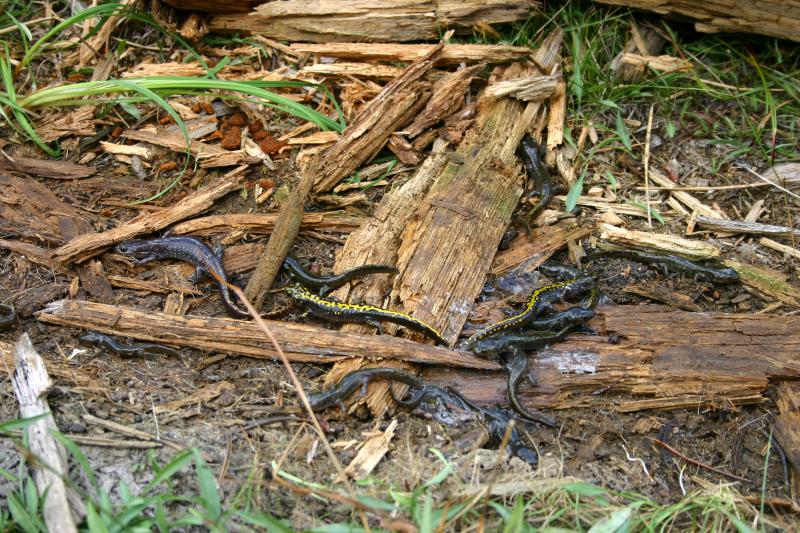 Southern Long-toed Salamander (Ambystoma macrodactylum sigillatum)