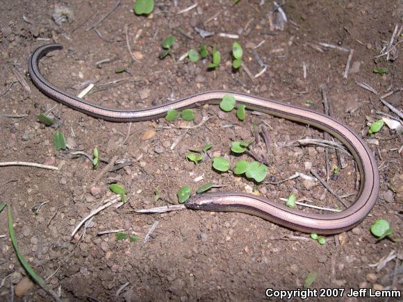 Silvery Legless Lizard (Anniella pulchra pulchra)