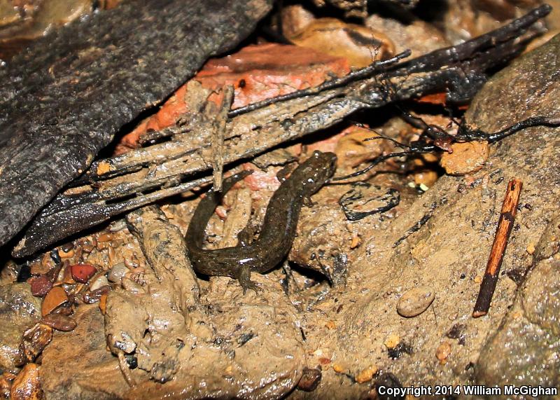 Black Mountain Salamander (Desmognathus welteri)