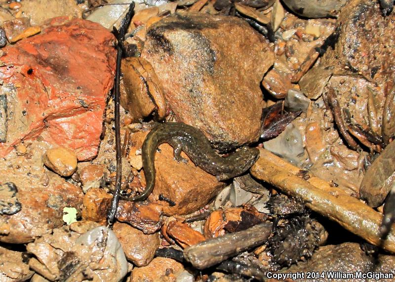 Black Mountain Salamander (Desmognathus welteri)