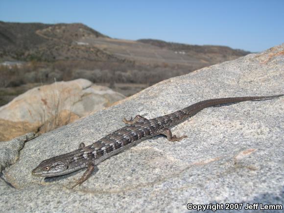 San Diego Alligator Lizard (Elgaria multicarinata webbii)
