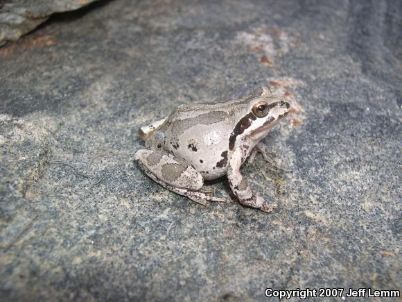 Baja California Treefrog (Pseudacris hypochondriaca)