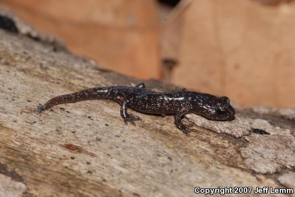 Arboreal Salamander (Aneides lugubris)