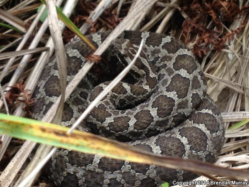 Eastern Massasauga (Sistrurus catenatus catenatus)