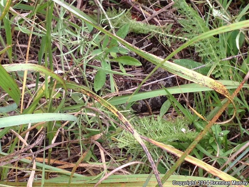 Eastern Massasauga (Sistrurus catenatus catenatus)