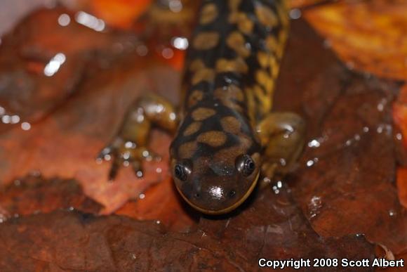 Eastern Tiger Salamander (Ambystoma tigrinum tigrinum)