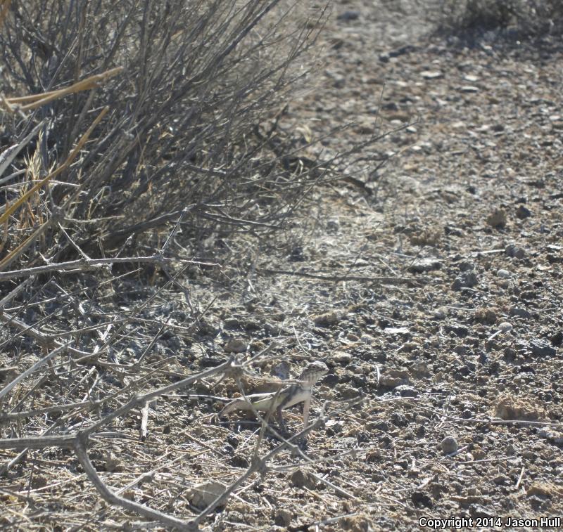 Northern Zebra-tailed Lizard (Callisaurus draconoides myurus)