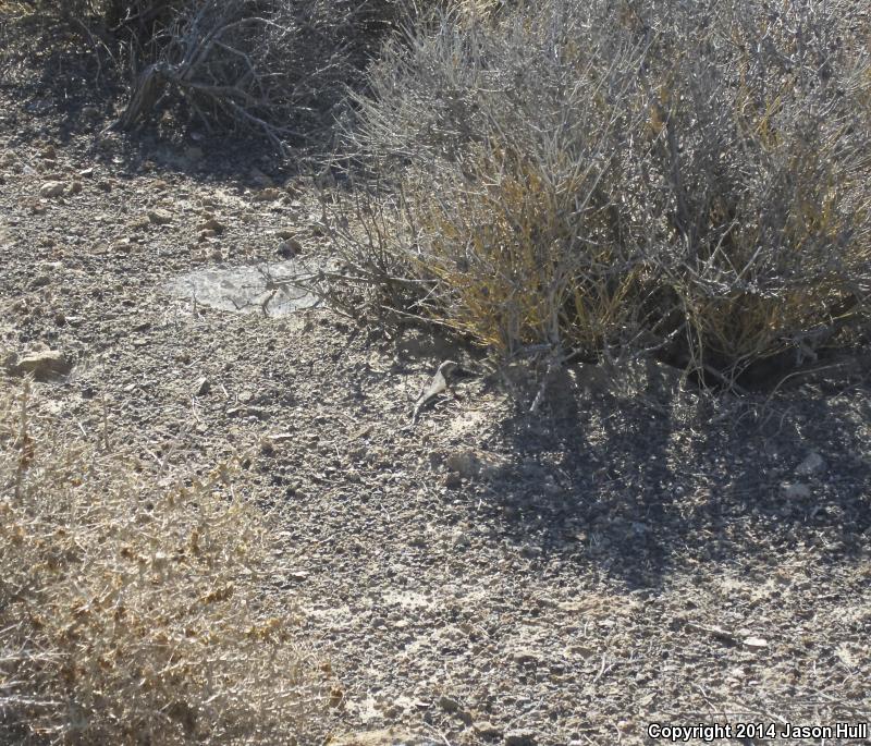 Northern Zebra-tailed Lizard (Callisaurus draconoides myurus)