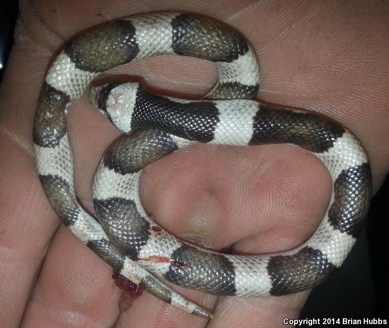 Saddled Leaf-nosed Snake (Phyllorhynchus browni)