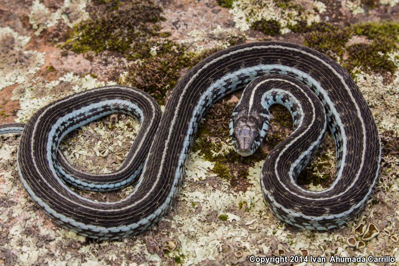 Western Montane Mexican Gartersnake (Thamnophis eques virgatenuis)