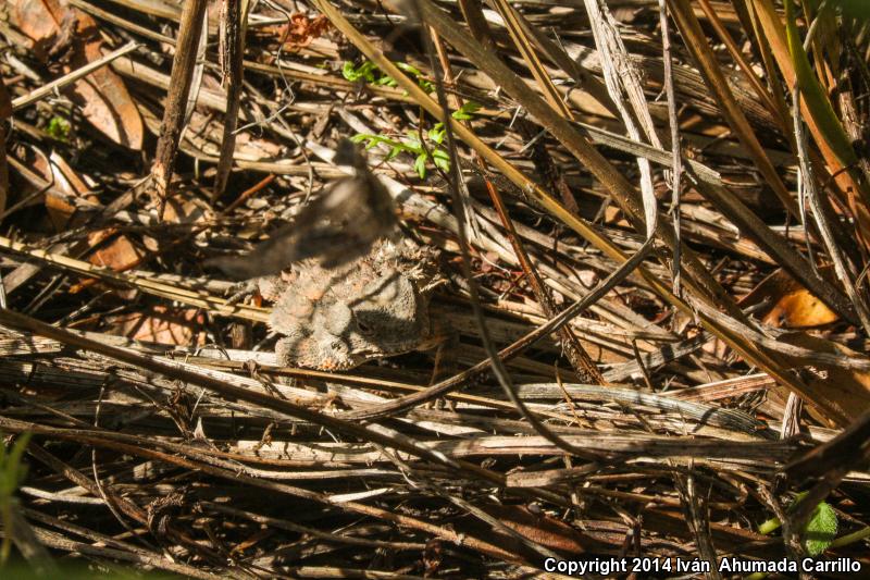 Mountain Horned Lizard (Phrynosoma orbiculare)