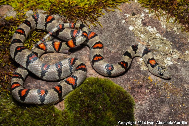 Greer's Mountain Kingsnake (Lampropeltis mexicana greeri)