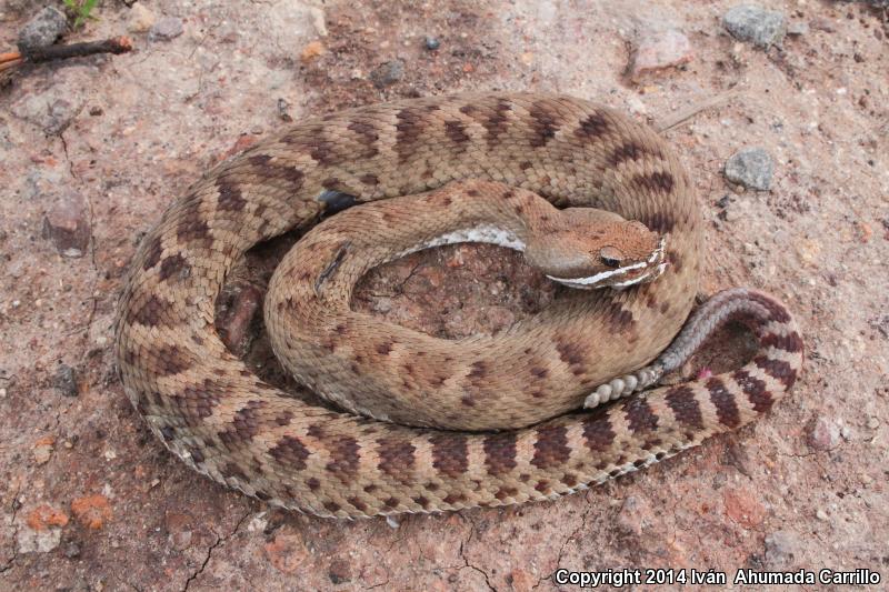 Southern Ridge-nosed Rattlesnake (Crotalus willardi meridionalis)