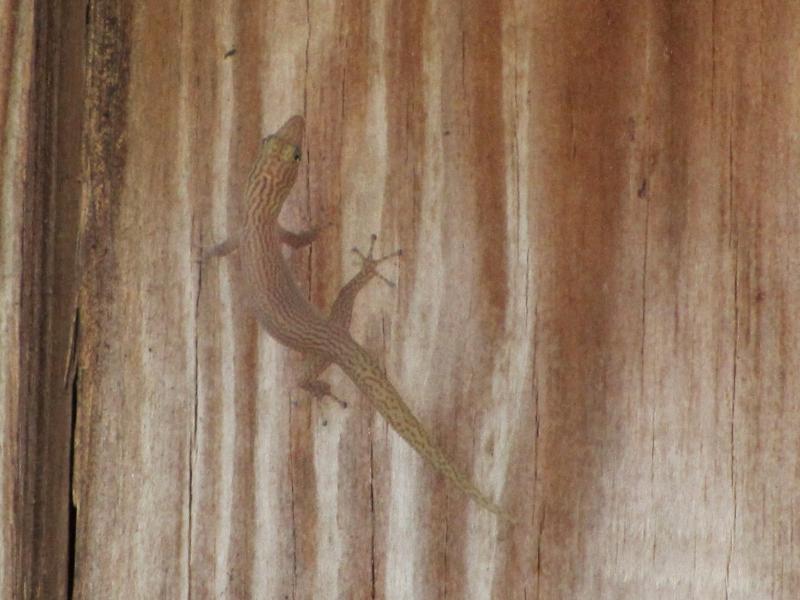 Ashy Gecko (Sphaerodactylus elegans)