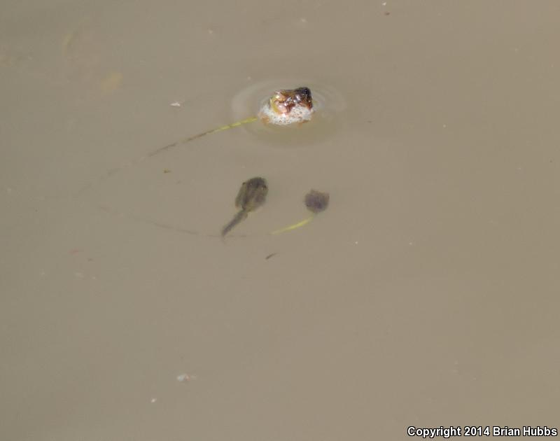 Arizona Treefrog (Hyla wrightorum)