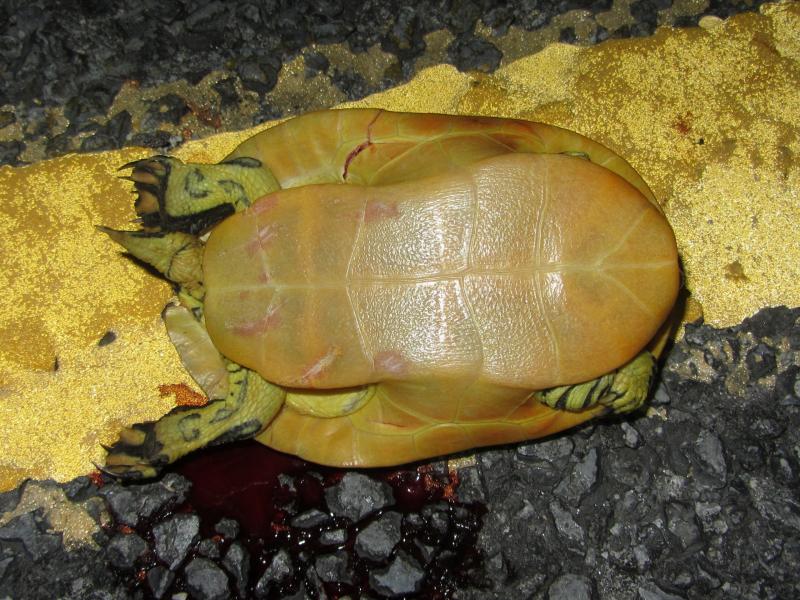 Florida Chicken Turtle (Deirochelys reticularia chrysea)