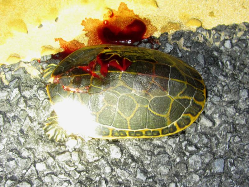 Florida Chicken Turtle (Deirochelys reticularia chrysea)