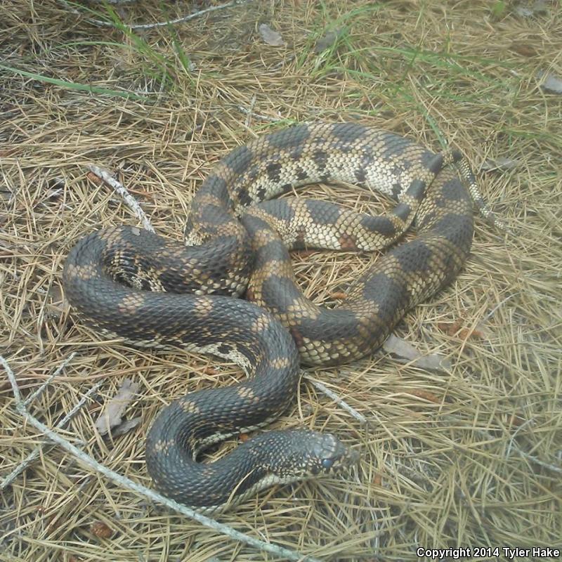 Northern Pinesnake (Pituophis melanoleucus melanoleucus)