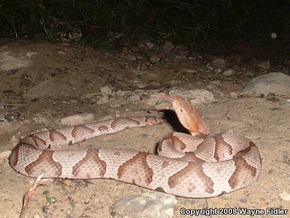 Northern  Copperhead (Agkistrodon contortrix mokasen)