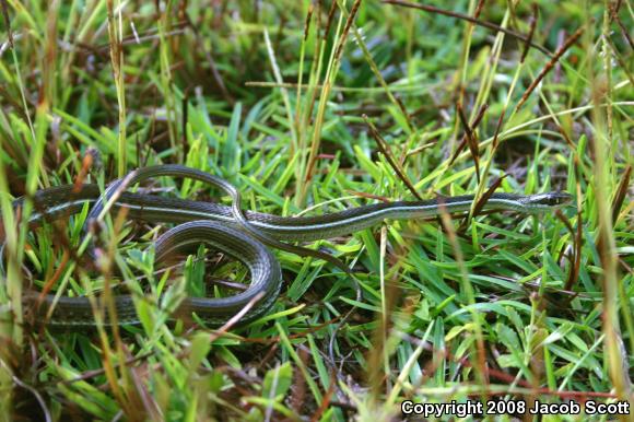 Blue-striped Ribbonsnake (Thamnophis sauritus nitae)