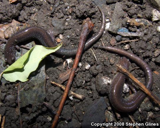 Eastern Red-backed Salamander (Plethodon cinereus)