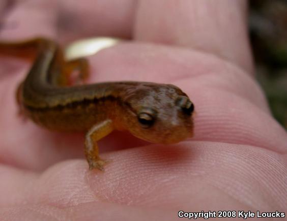 Northern Two-lined Salamander (Eurycea bislineata)