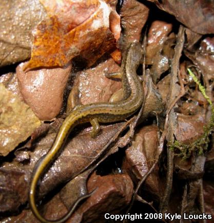 Northern Two-lined Salamander (Eurycea bislineata)