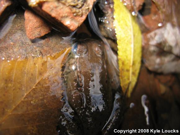 Northern Green Frog (Lithobates clamitans melanota)