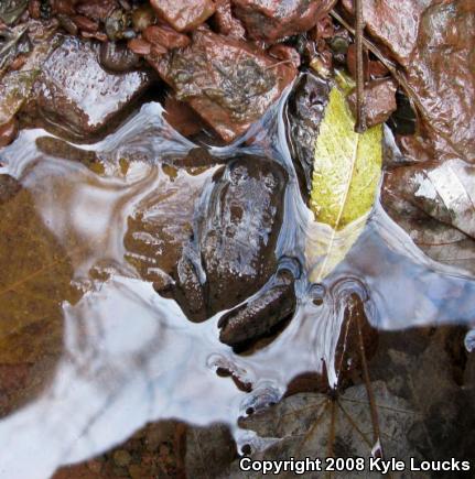 Northern Green Frog (Lithobates clamitans melanota)