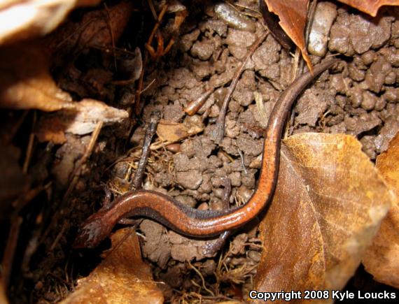 Eastern Red-backed Salamander (Plethodon cinereus)