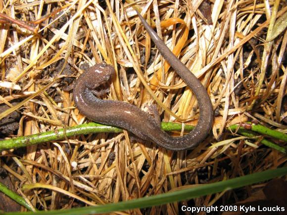 Eastern Red-backed Salamander (Plethodon cinereus)